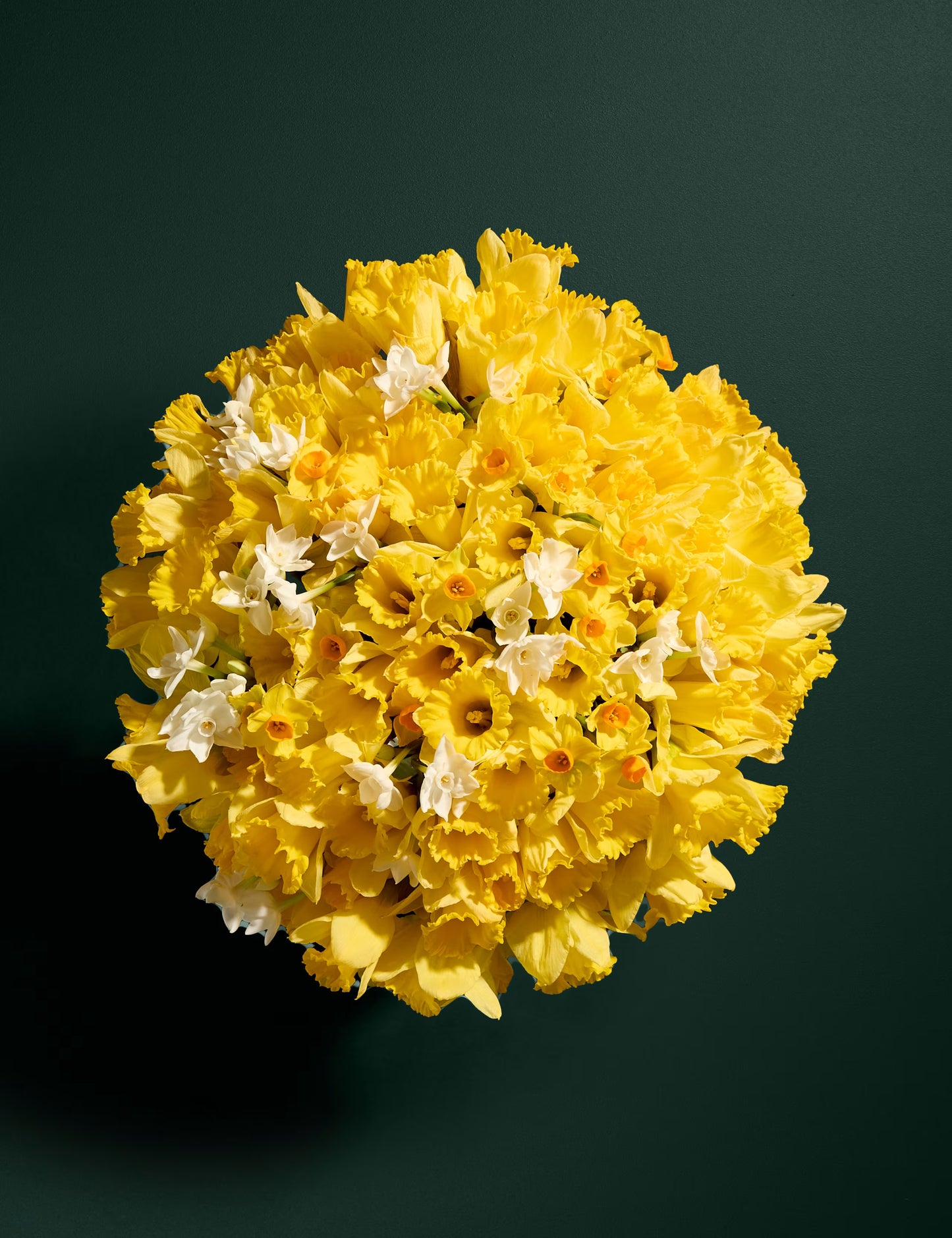 100 British Daffodils & Narcissus Bouquet
