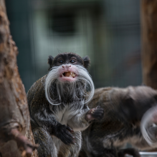 Banham Zoo | Save 30%