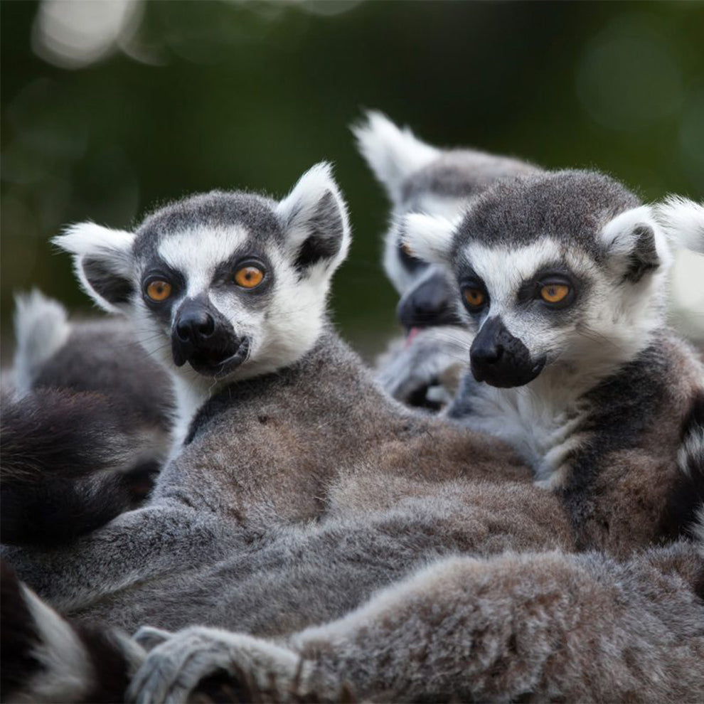 Hoo Zoo - Dinosaur World, Half Price Family Pass for 5 People - Telford