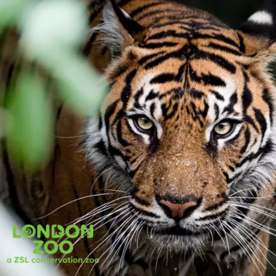 London Zoo | A Wild Day Out in Central London