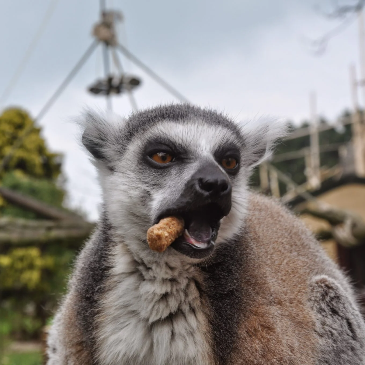 Flamingo Land Half Price Family Pass 2025
