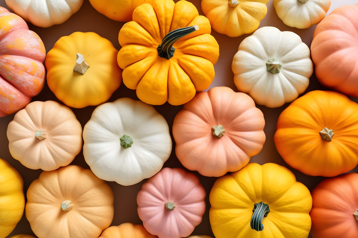 Pumpkin Picking Patches 2025: Affordable days out