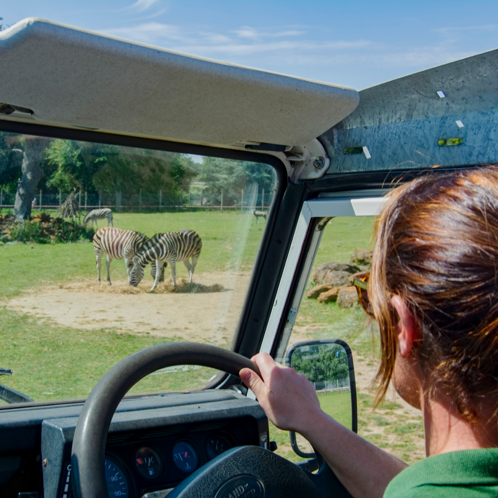 Africa Alive | Save 30%