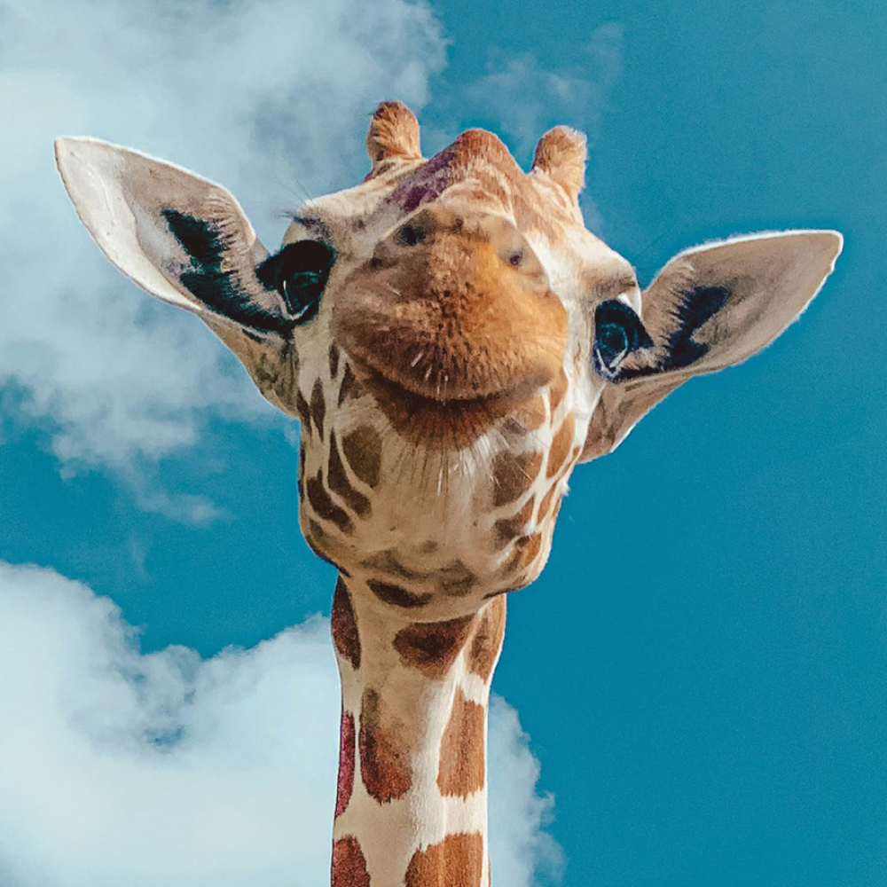 Africa Alive | Save 30%
