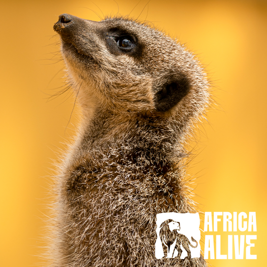 Africa Alive | Save 30%