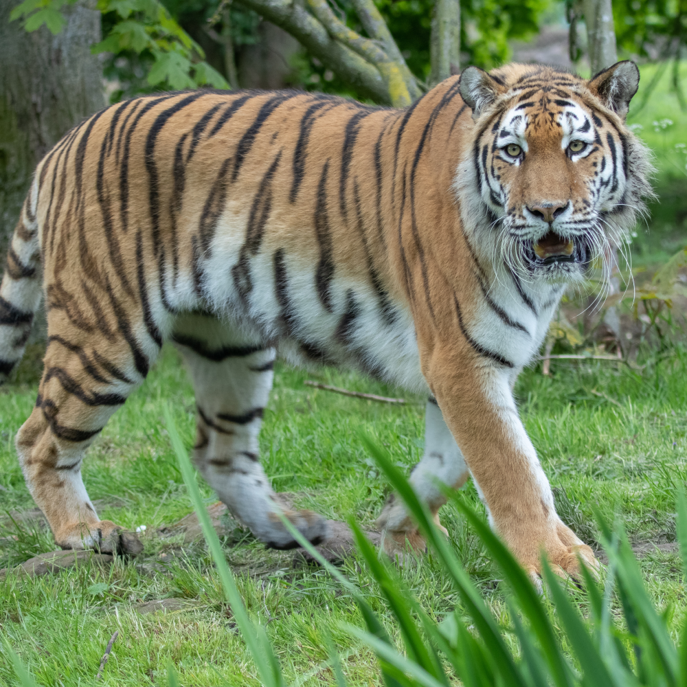 Banham Zoo | Save 30%