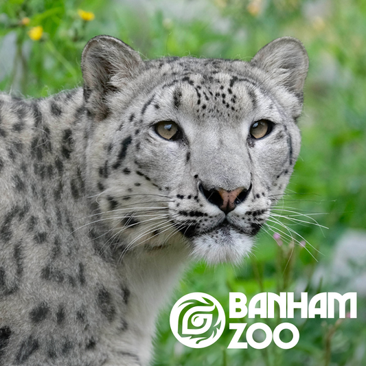 Banham Zoo | Save 30%