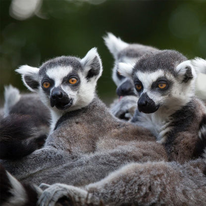 Hoo Zoo - Dinosaur World, Half Price Family Pass for 5 People - Telford
