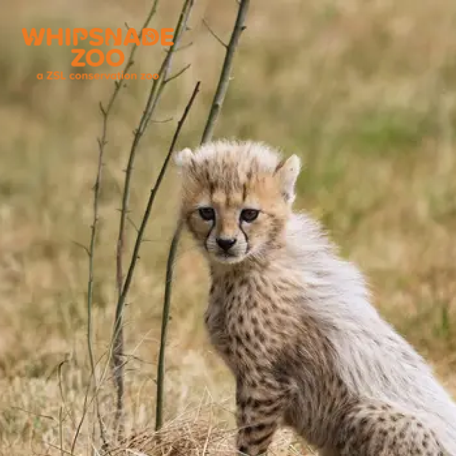 Whipsnade Zoo | A UK's largest Zoo