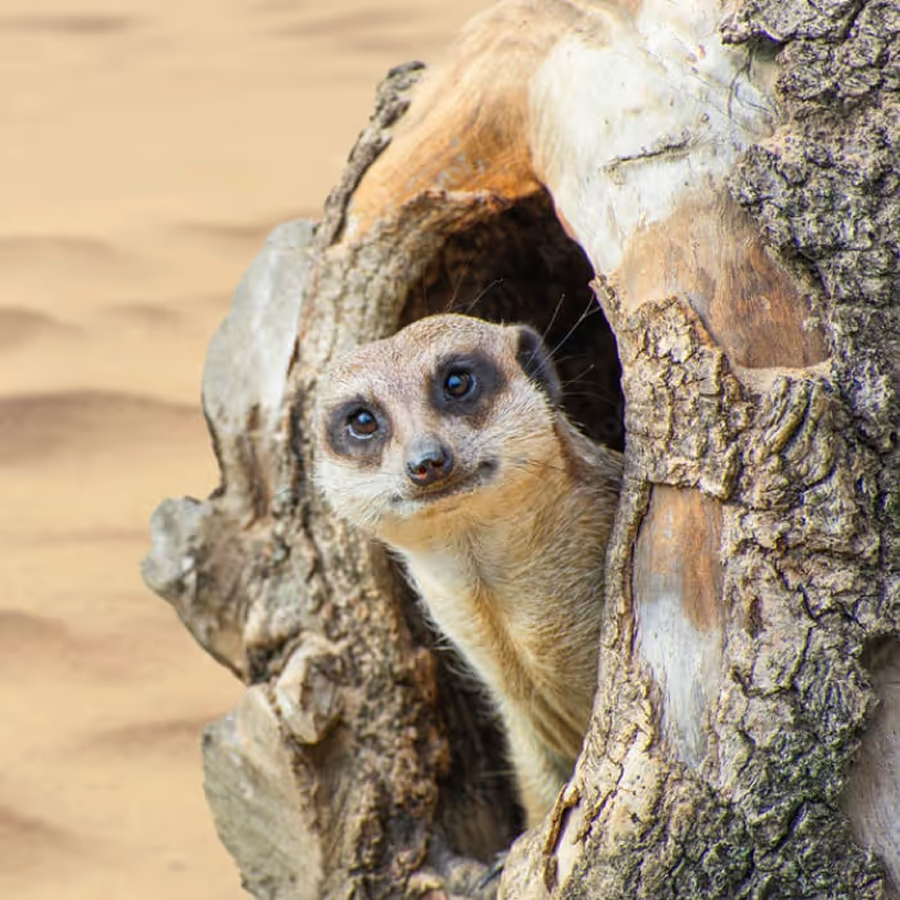 Wicksteed Park Family Passes – Save Up To 16% This May Half Term & June Weekends