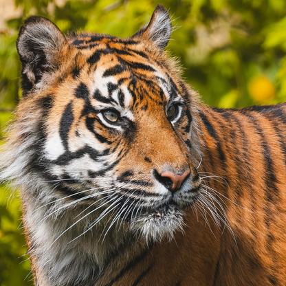 Flamingo Land - Half Price Winter Zoo Family Pass 2026