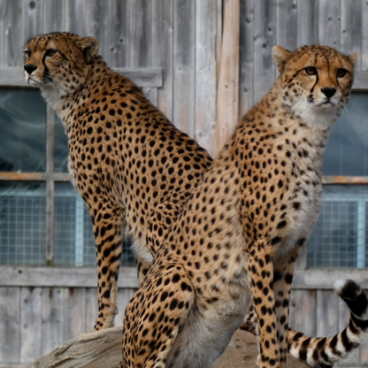 Flamingo Land - Half Price Winter Zoo Family Pass 2026