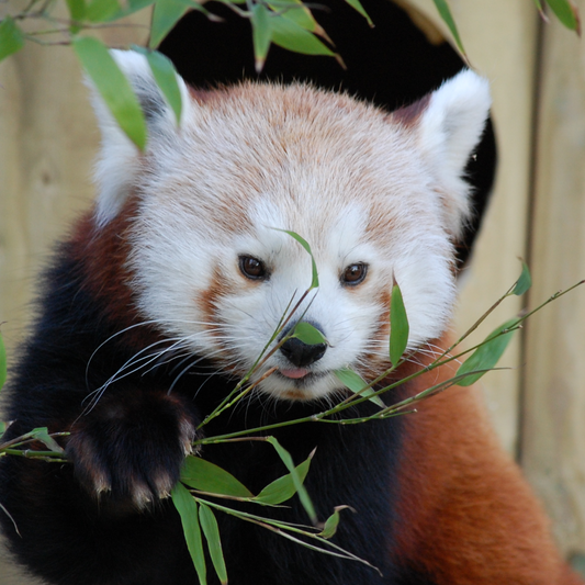 Flamingo Land - Half Price Winter Zoo Family Pass 2026