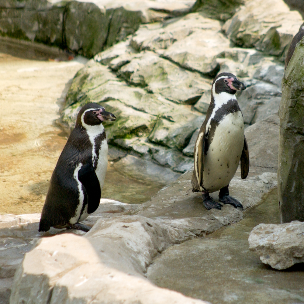 Flamingo Land - Half Price Winter Zoo Family Pass 2026