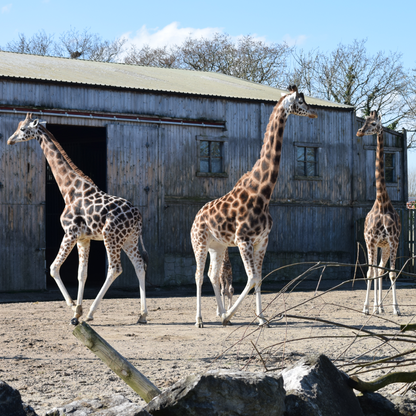 Flamingo Land - Half Price Winter Zoo Family Pass 2026