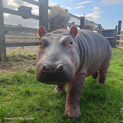 Flamingo Land - Half Price Winter Zoo Family Pass 2026