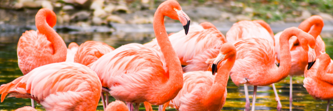 Your Complete Guide to Flamingo Land: Opening Times, Key Info & Weather Tips for 2026